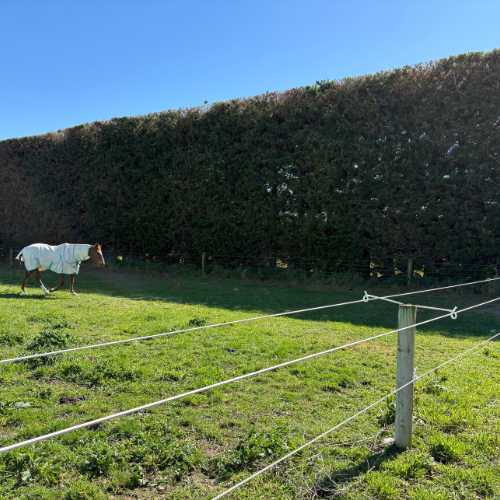 Paddock overnight horse stay paddock 2