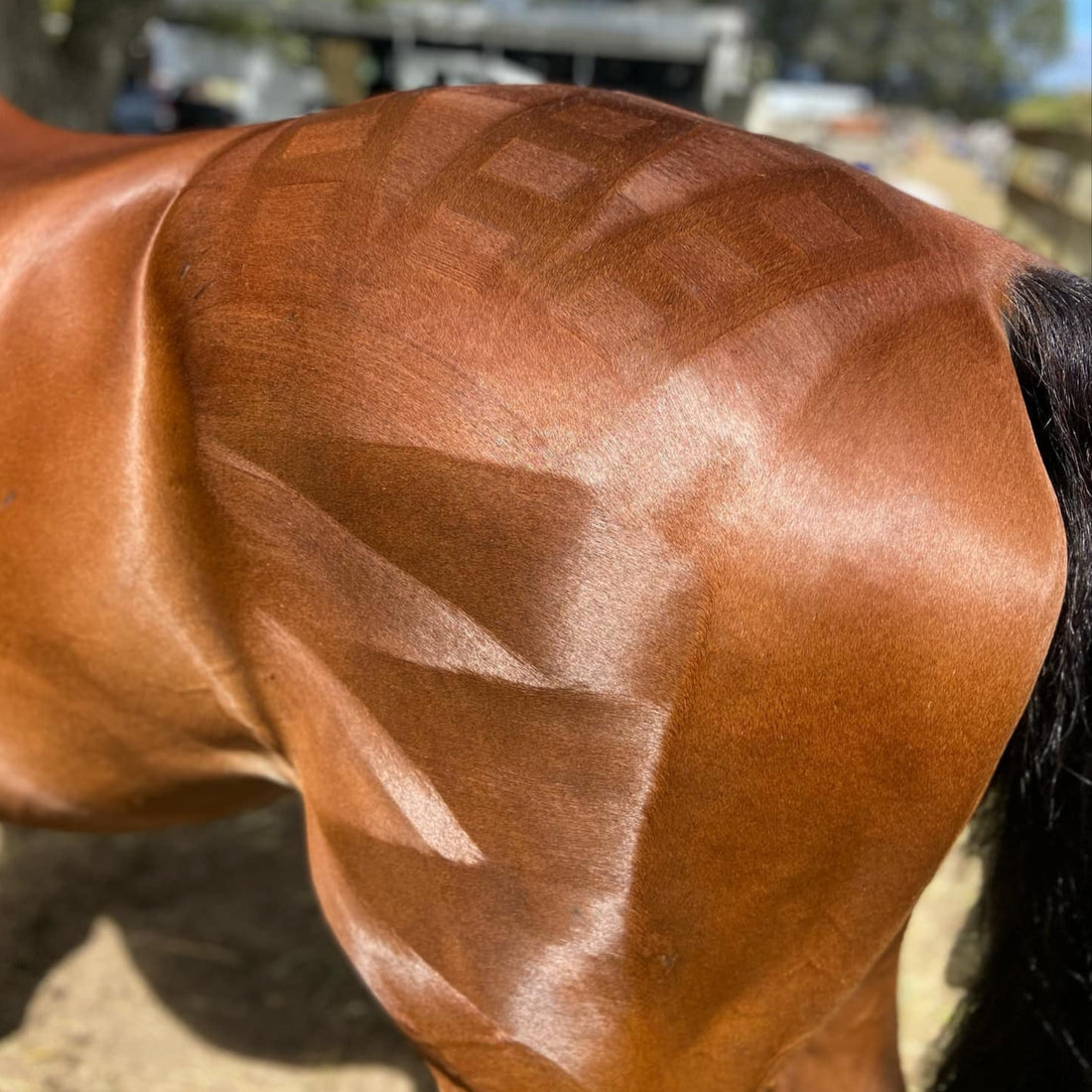 Eco Horse Quarter Mark Pro Spray