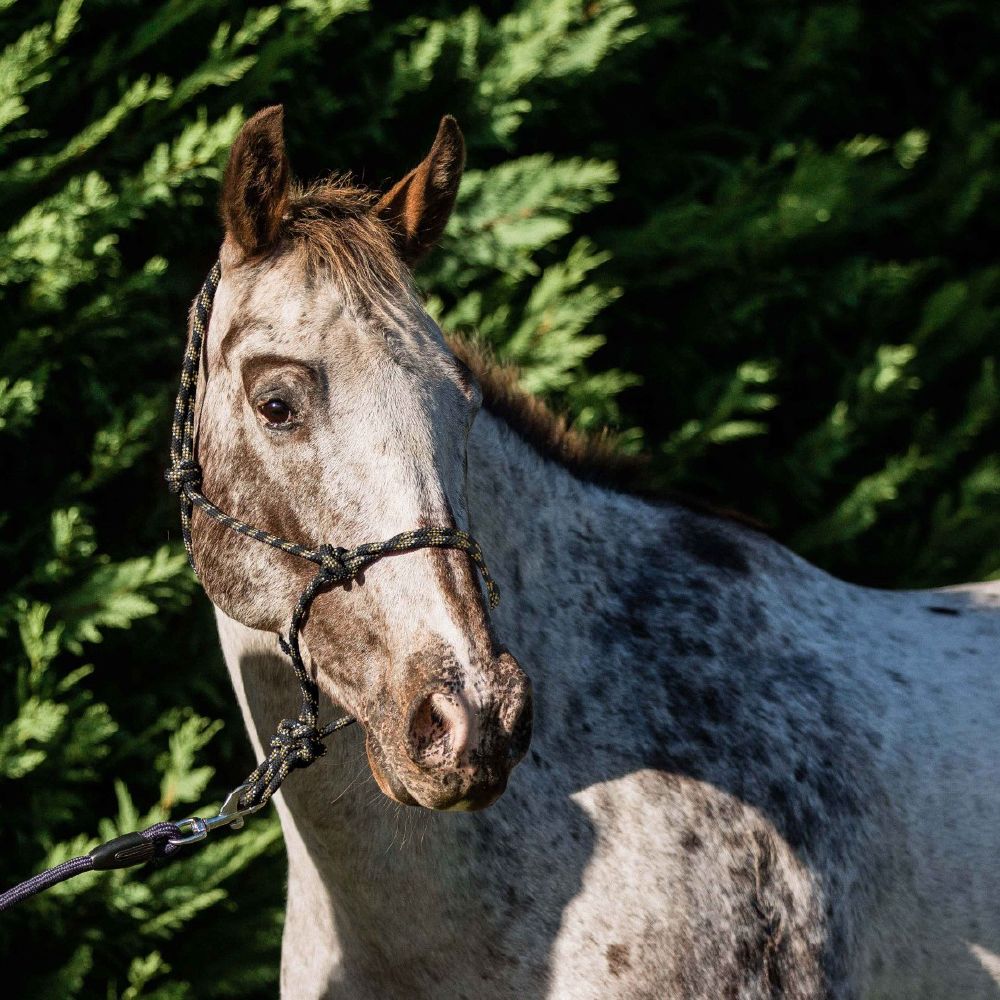 Flair Rope Halters