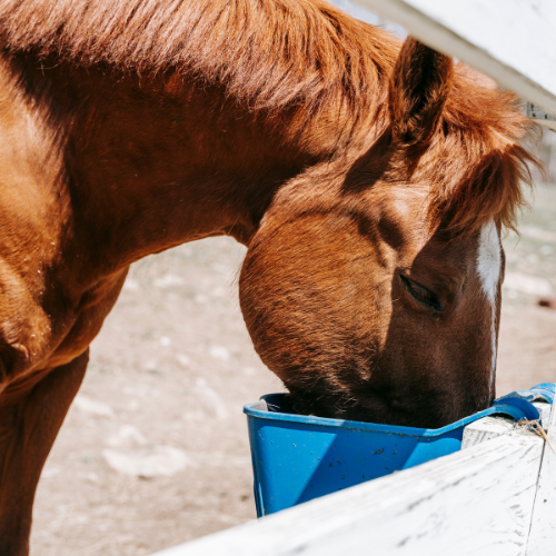 Feeds & Supplements