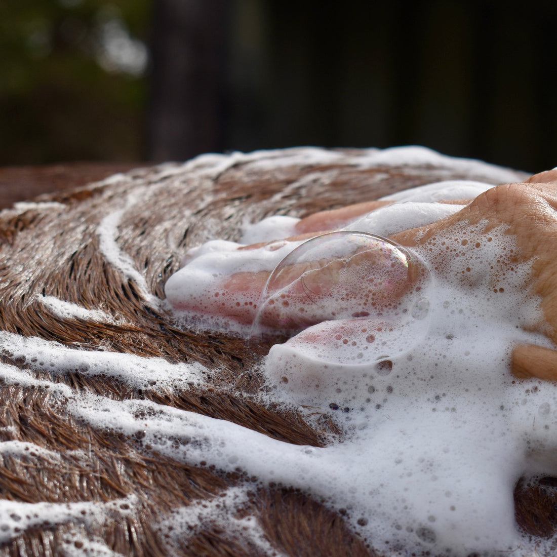 Eco Horse Tea Tree Shampoo