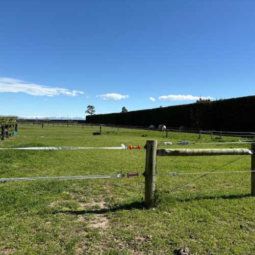 Horse stay overnight paddock