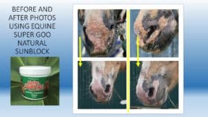 Equine SuperGoo Sunblock Cream