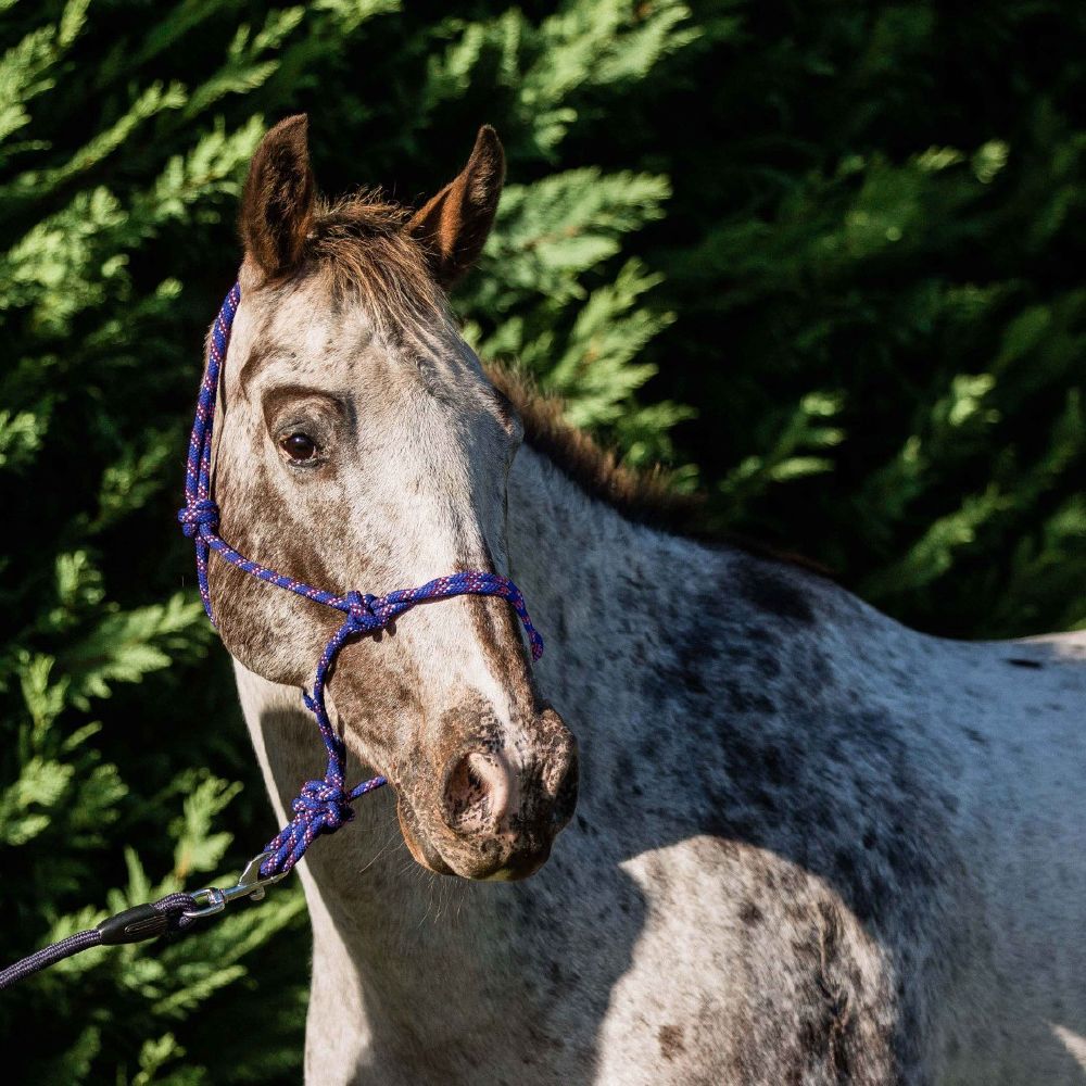 Flair Rope Halters