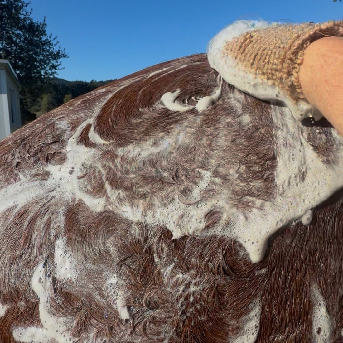 Eco Horse Apple Pie Shampoo